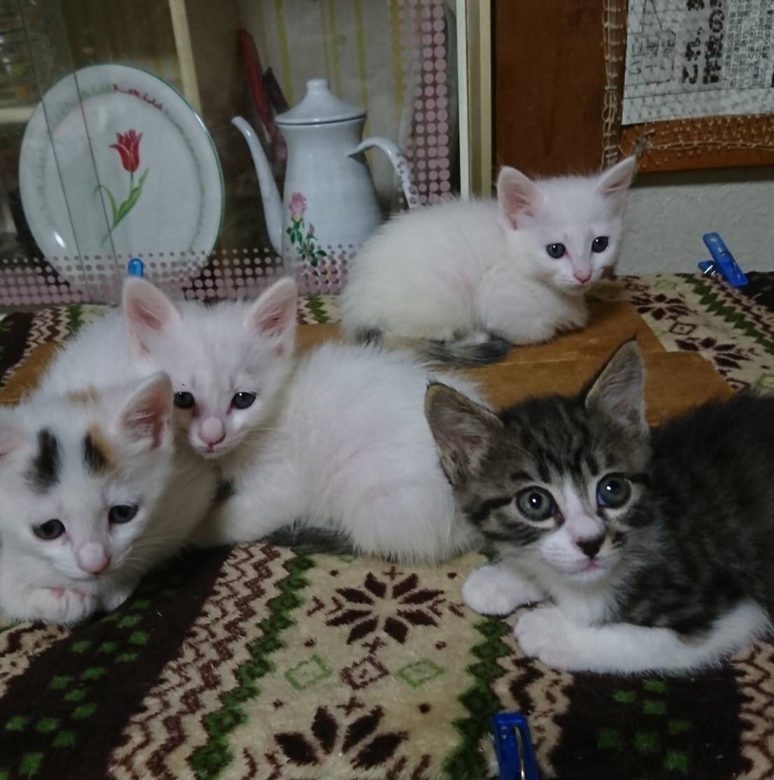 今期保護された可愛い子猫の４姉妹 里親募集のお知らせ Npoくすのき